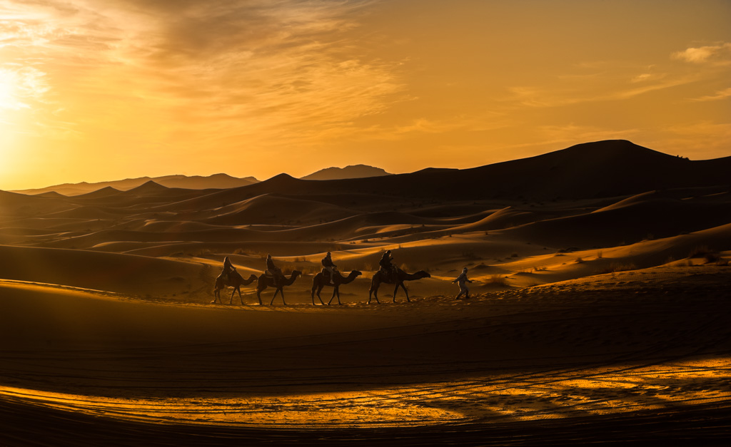 Camellos en el desierto hora dorada
