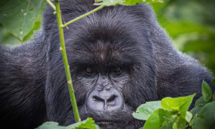 Congo. Gorilas salvajes y lava