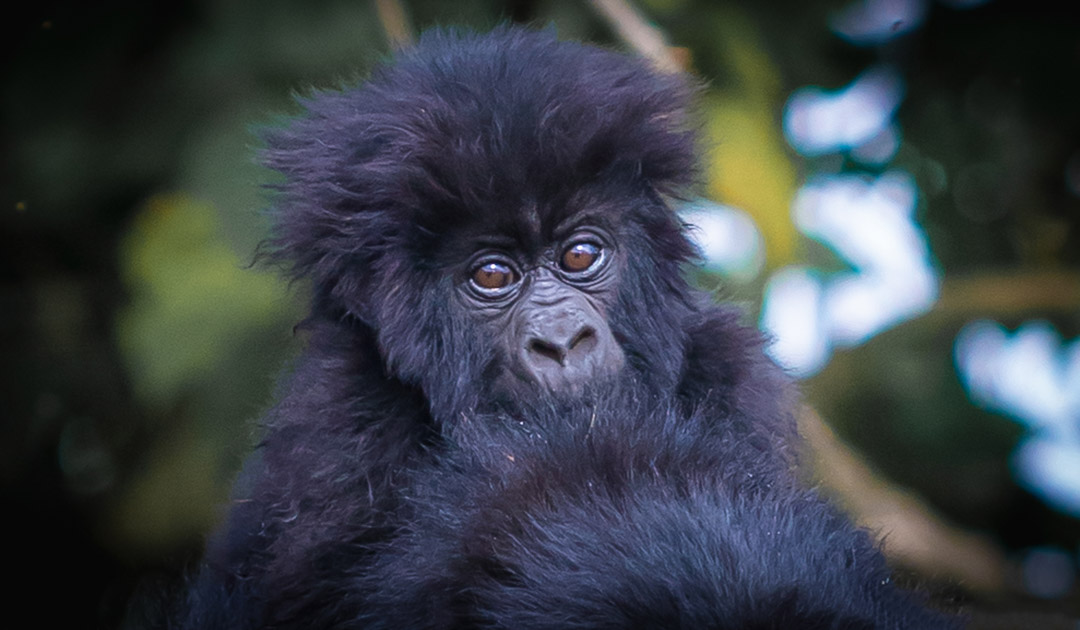 Congo gorilas
