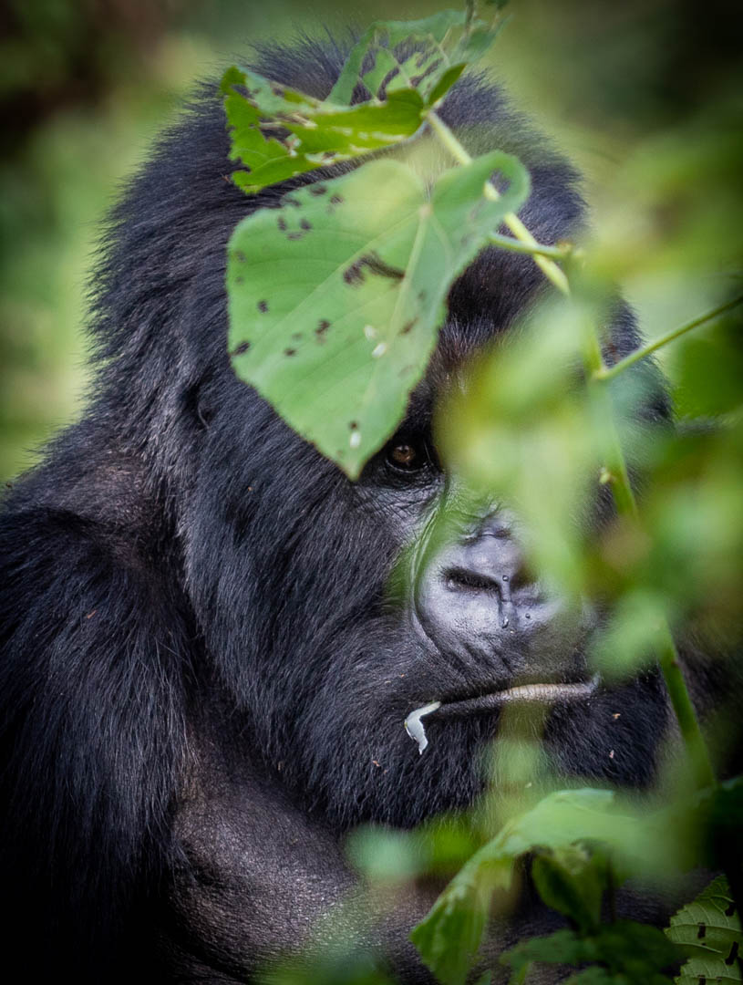 Congo gorilas