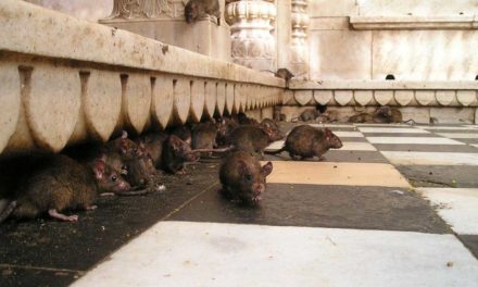 El Rajastán: Un templo conquistado por las ratas y una ciudad de oro