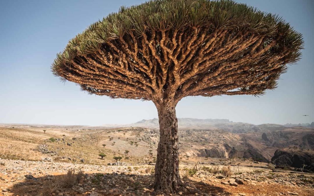Socotra, un paraíso donde sangran los árboles