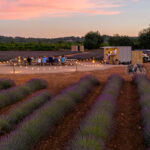 ¿Quieres dormir en el mayor campo de lavandas de Baleares? The Lodge