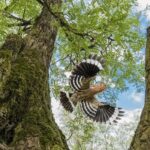 Nueva expo fotográfica de aves salvajes en Barcelona