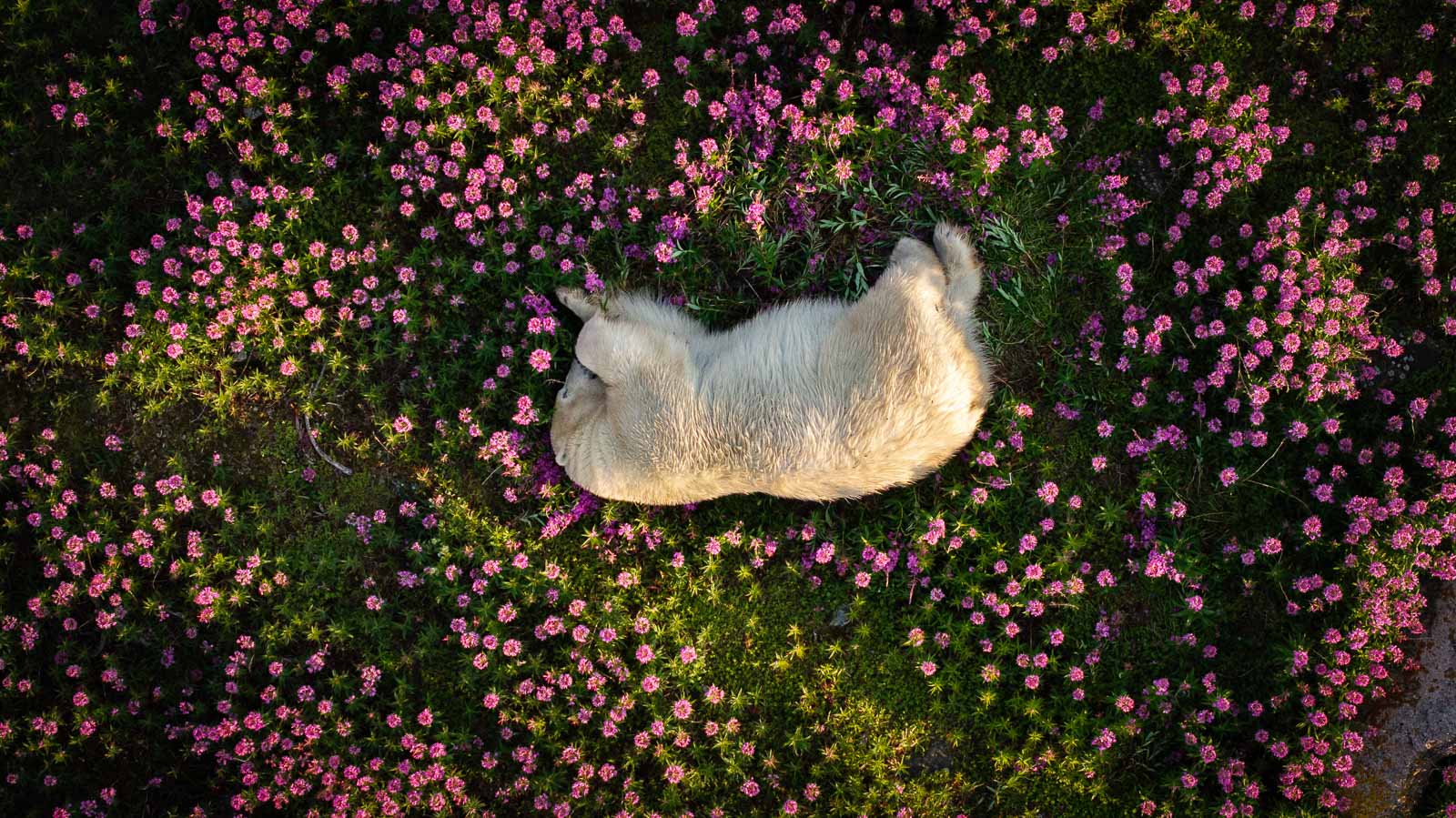 Polar Bear Amid Fireweed Blooms , by Christopher Paetkau , The Nature Photography Contest 2024 Photography of the Year 2024 Ganadores The Nature Photography Contest