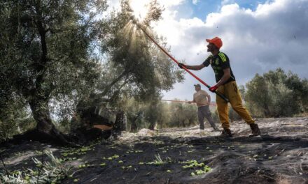 Oleoturismo en el origen del mejor aceite virgen extra biodinámico del mundo