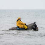 Así es la pesca de la gamba a caballo en los mares de Flandes