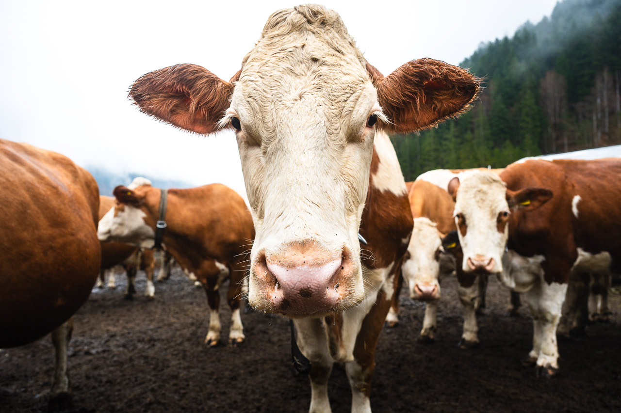 Vacaciones granja Tirol